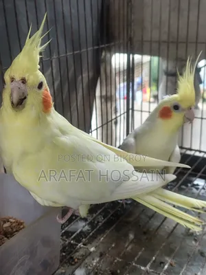 রানিং ককটেল পেয়ার ফর সেল