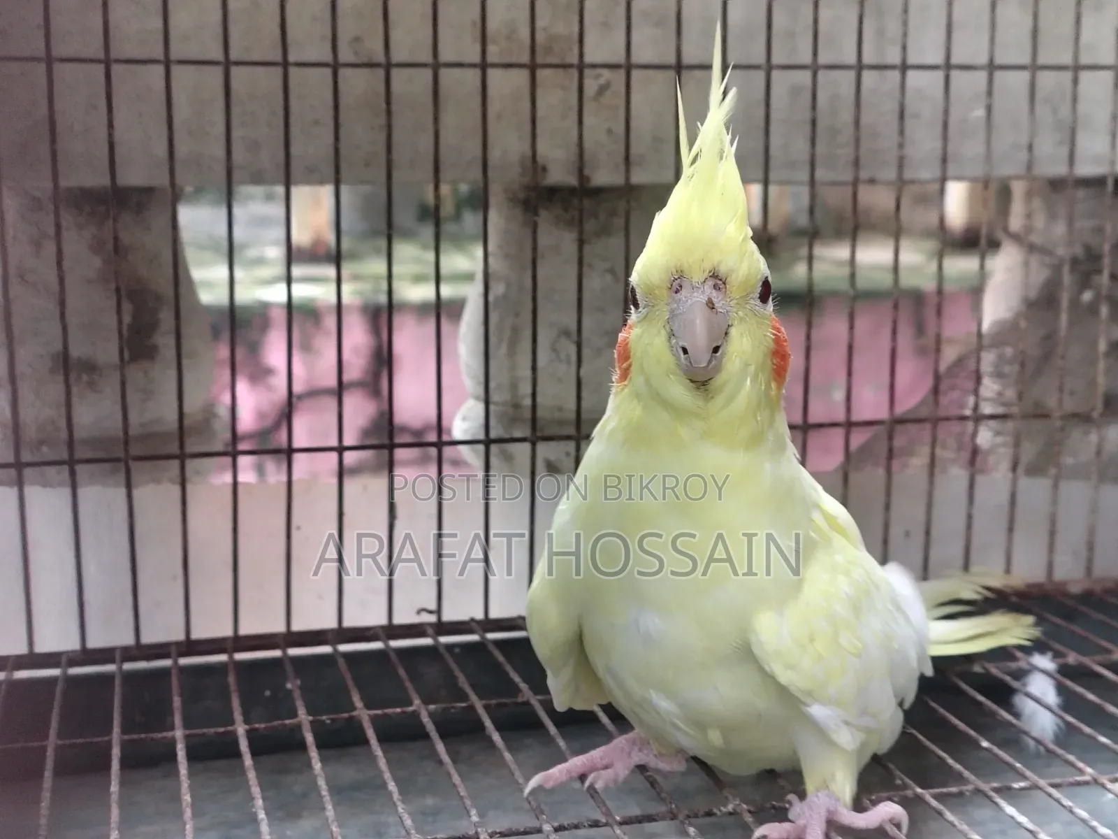 রানিং ককটেল পেয়ার ফর সেল