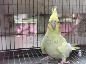 রানিং ককটেল পেয়ার ফর সেল