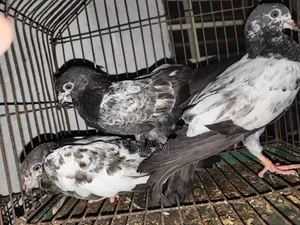 টেডি হাই ফেলাইং কবুতর, পার পিছ ১০০০