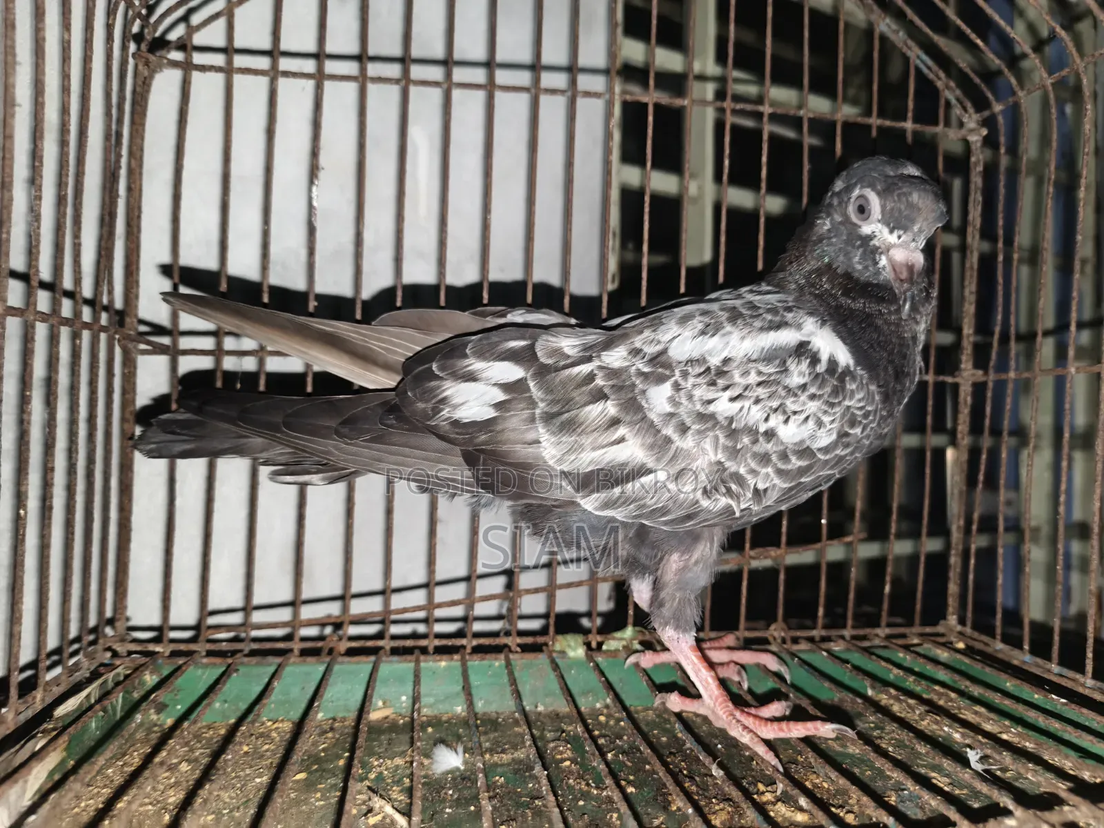 টেডি হাই ফেলাইং কবুতর, পার পিছ ১০০০