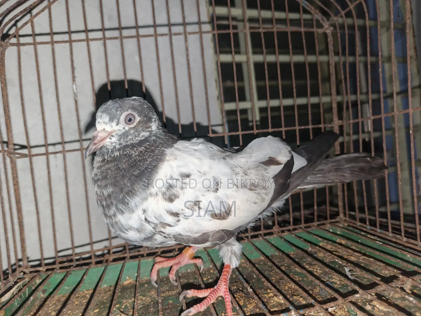 টেডি হাই ফেলাইং কবুতর, পার পিছ ১০০০