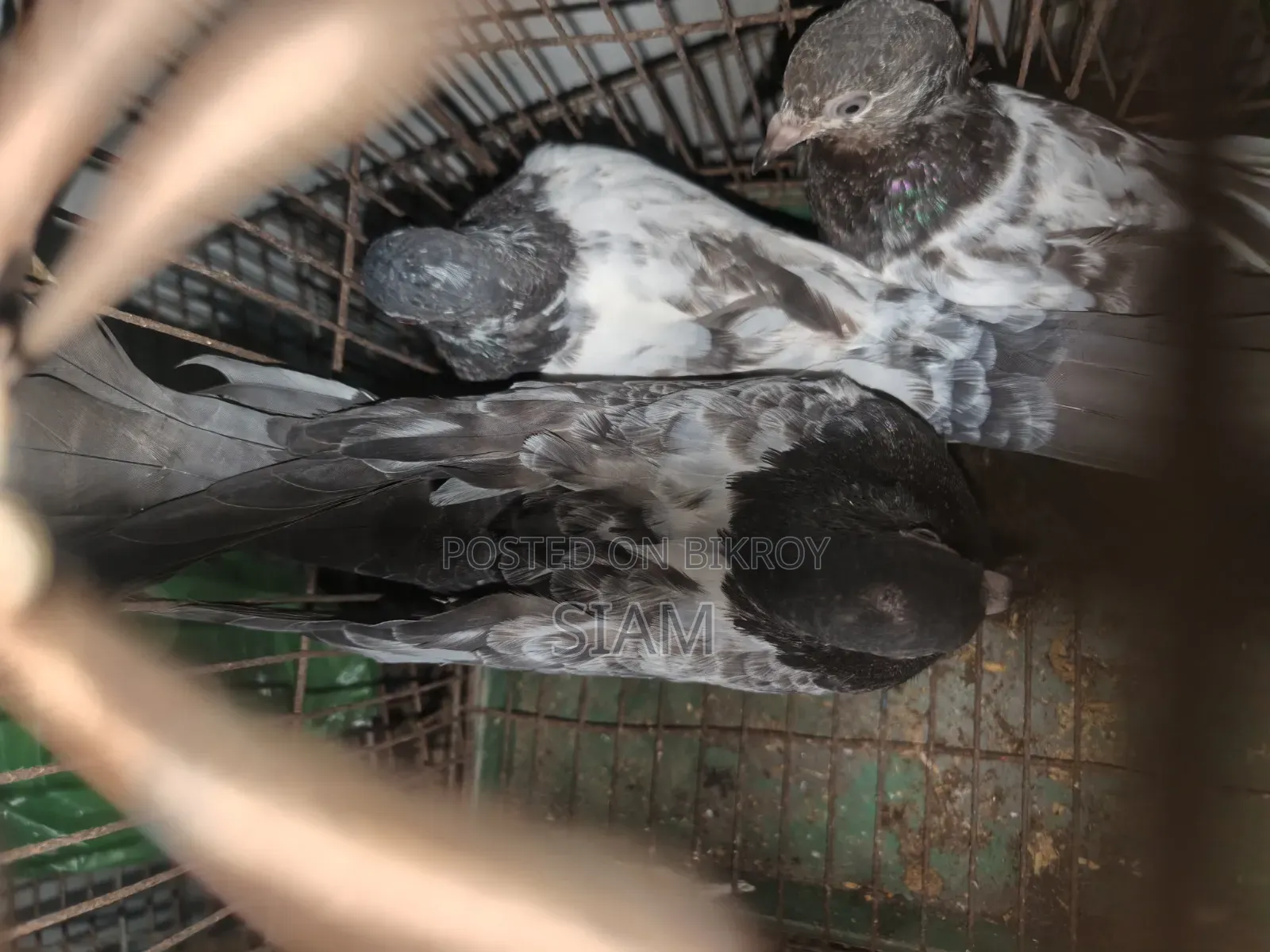 টেডি হাই ফেলাইং কবুতর, পার পিছ ১০০০