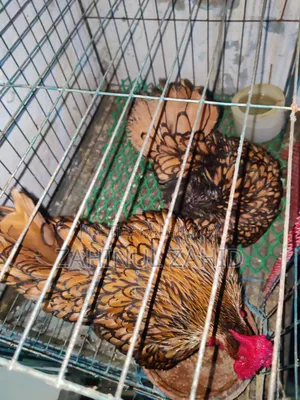 Urgent Sale