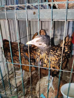 Urgent Sale