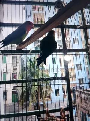 Green Rose Love Bird