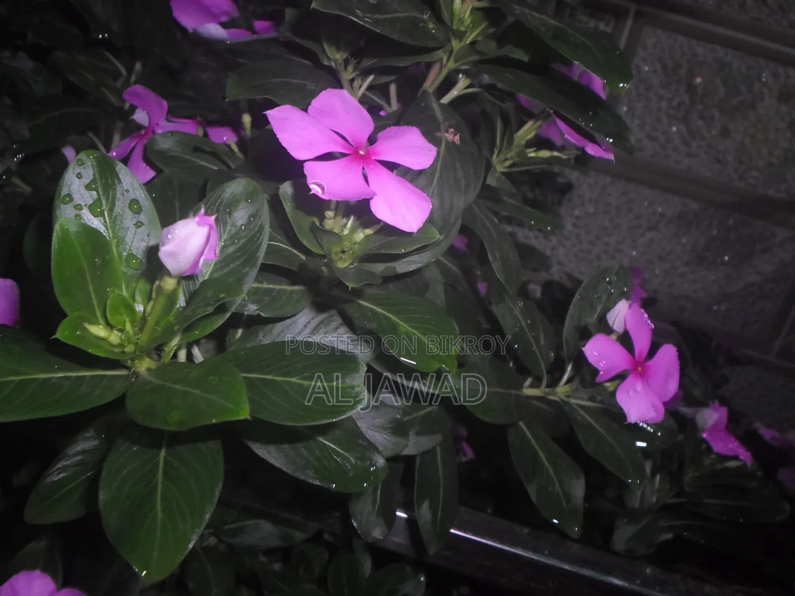 স্যামসাং ইএস৯৫ (ডিজিক্যাম)