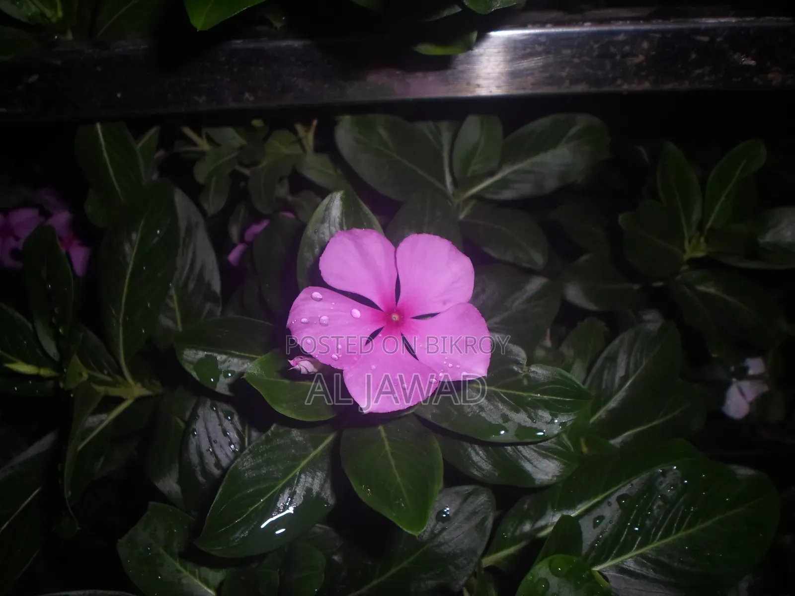 স্যামসাং ইএস৯৫ (ডিজিক্যাম)