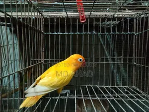 লাভবার্ড পাখি