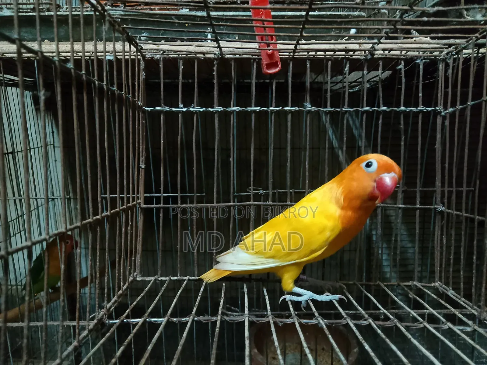 লাভবার্ড পাখি
