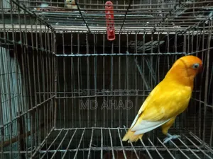 লাভবার্ড পাখি