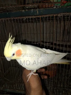 ককটেল পাখি