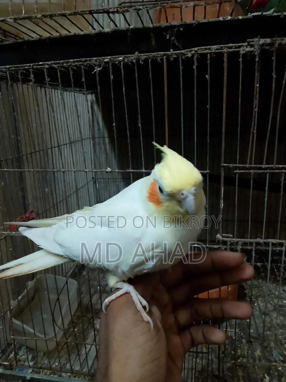 ককটেল পাখি