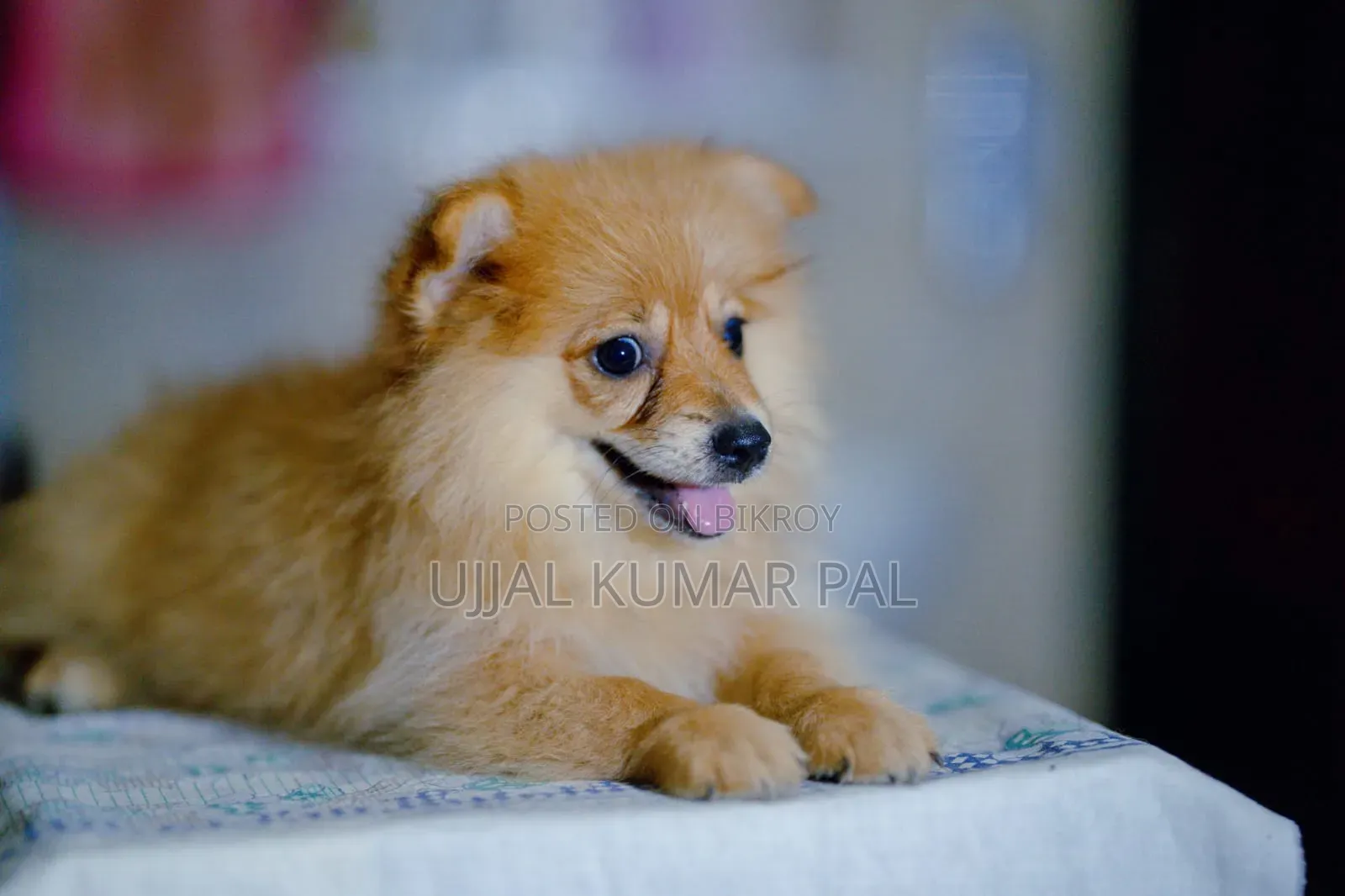 1-3 Months Male Purebred Pomeranian