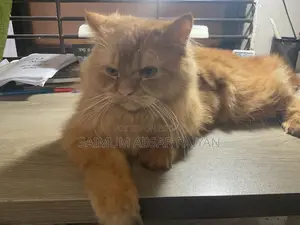 1+ Year Male Purebred Persian Cat