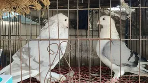 রাশিয়ান এঞ্জেল রানিং পেয়ার