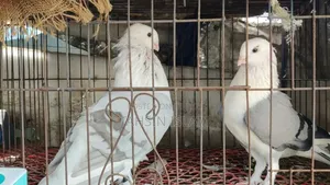 রাশিয়ান এঞ্জেল রানিং পেয়ার