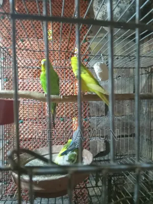 Budgerigar birds for sale