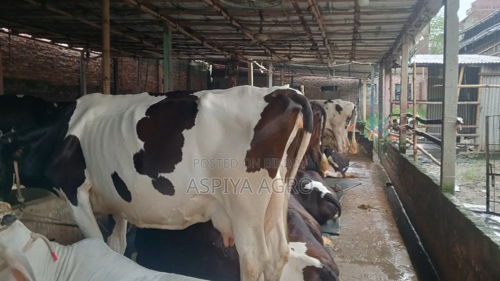 Large Sized Cow