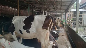 Large Sized Cow