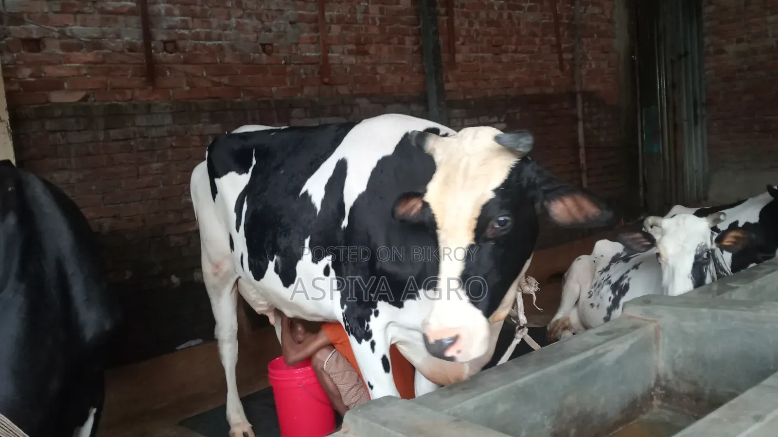 Large Sized Cow