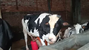 Large Sized Cow