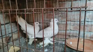 লোটন কবুতর