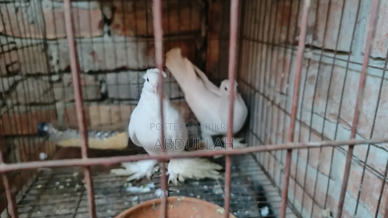 লোটন কবুতর