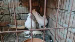 লোটন কবুতর