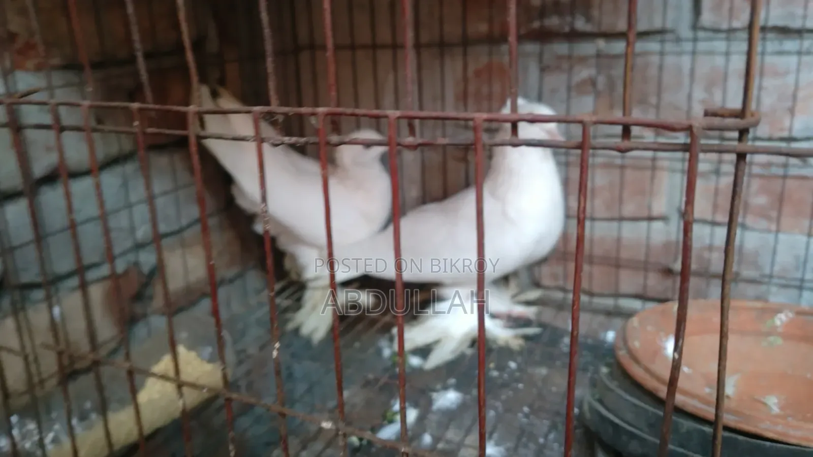 লোটন কবুতর