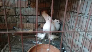 লোটন কবুতর