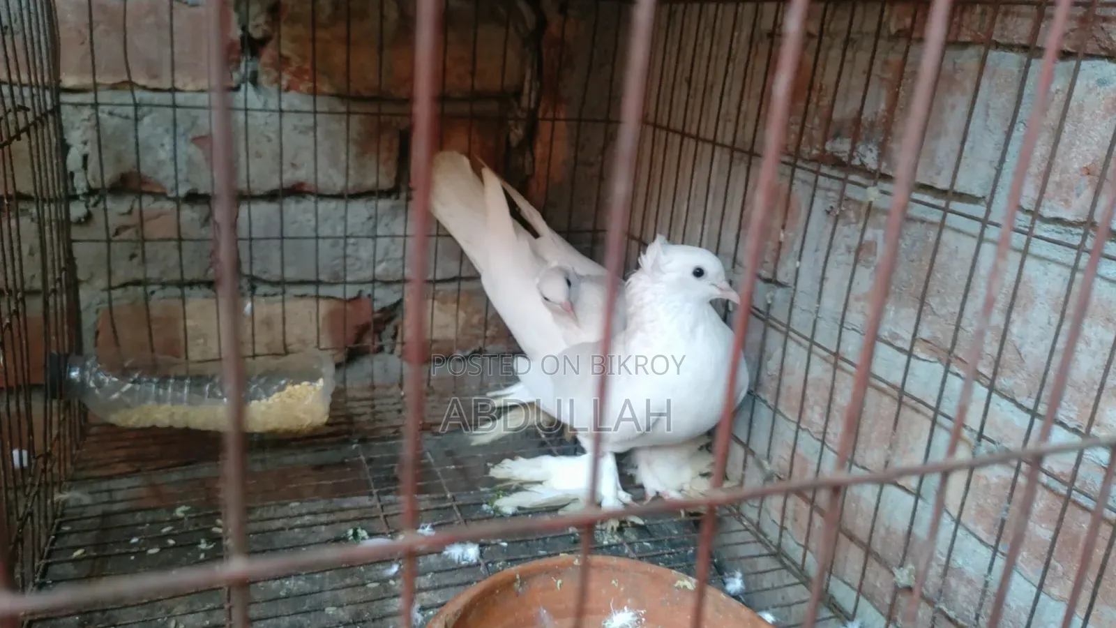 লোটন কবুতর