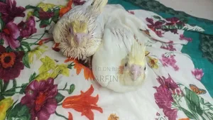 টেইম সাইজ ককাটেল বেবি