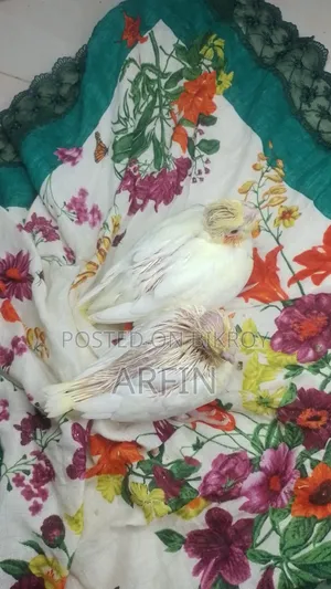 টেইম সাইজ ককাটেল বেবি