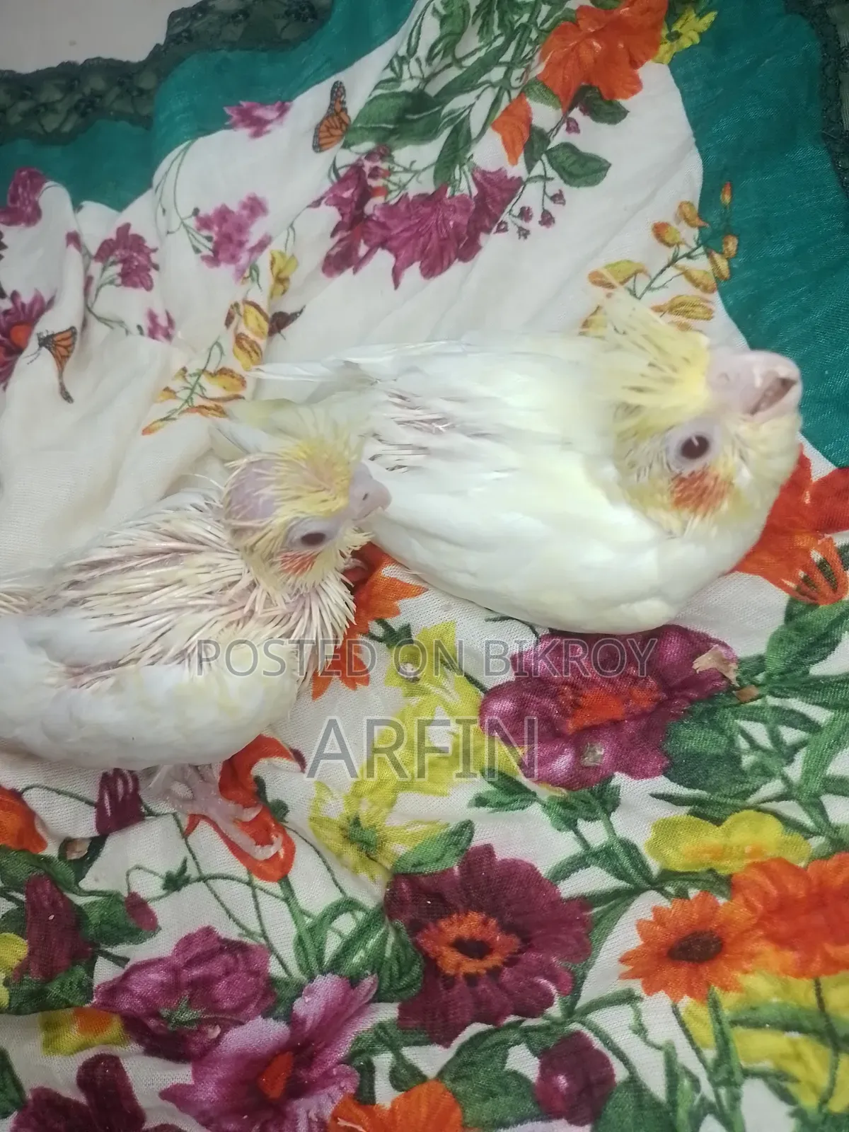 টেইম সাইজ ককাটেল বেবি