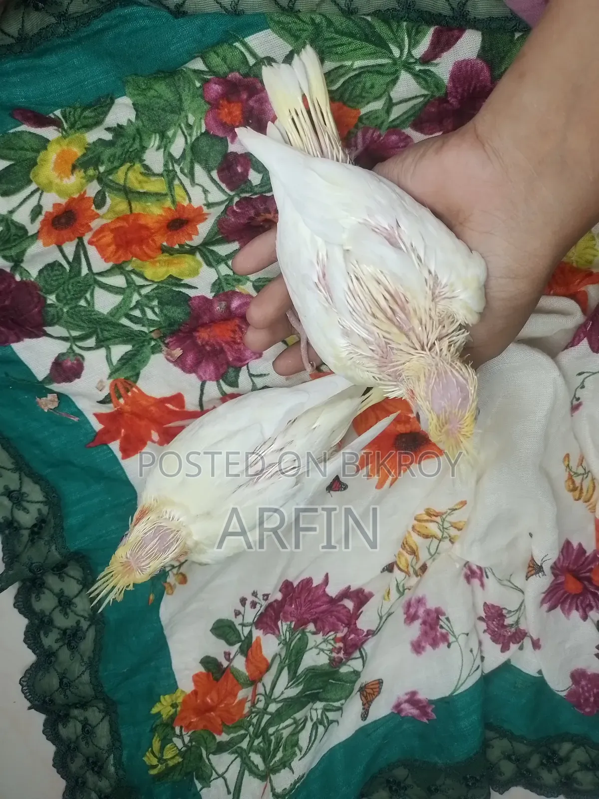 টেইম সাইজ ককাটেল বেবি