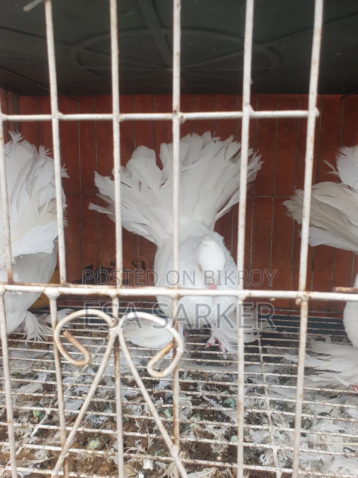 Lakhna Male 3 Pcs.