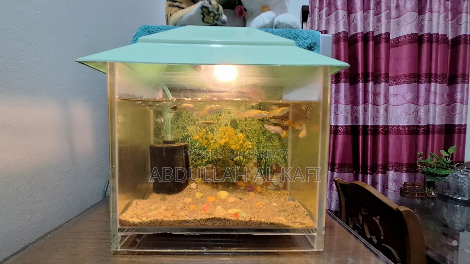 মাছ সহ অ্যাকোরিয়াম