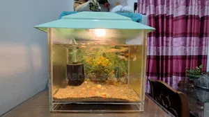 মাছ সহ অ্যাকোরিয়াম