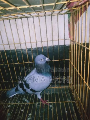 সবজি রেসার মাদি