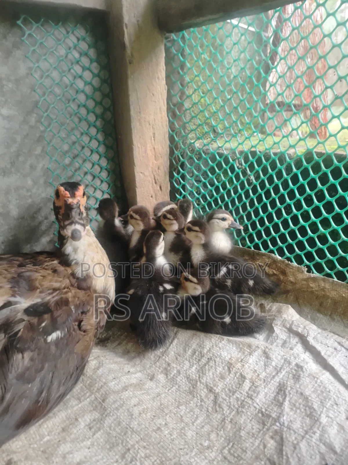 চিনা হাঁসের বাচ্চা বিক্রি করা হবে