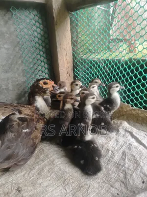 চিনা হাঁসের বাচ্চা বিক্রি করা হবে