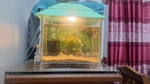 মাছ সহ অ্যাকোরিয়াম