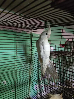 ককাটেল পাখি
