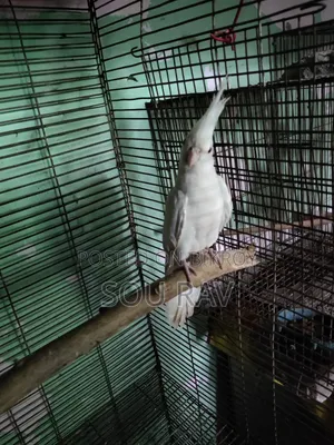 ককাটেল পাখি