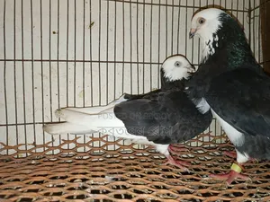 ঘররা কবুতর রানিং পেয়ার খুব ভালো মার্কিং