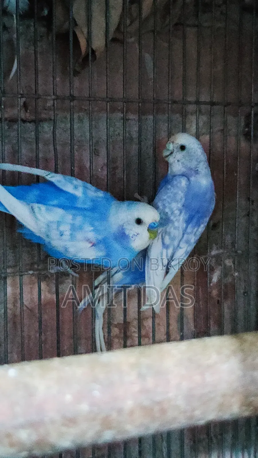 ৪ জোড়া রানিং বাজরিগার