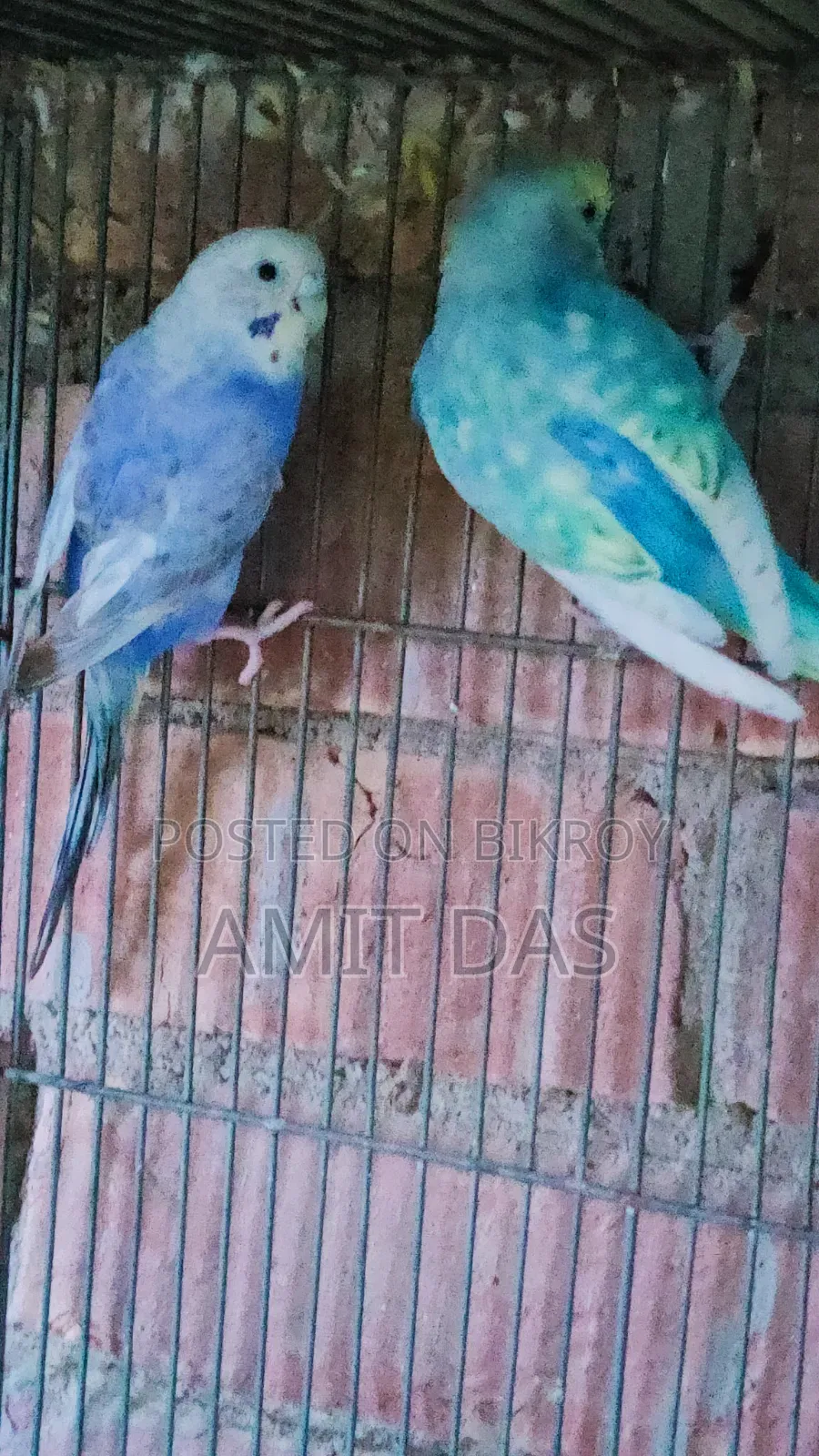 ৪ জোড়া রানিং বাজরিগার
