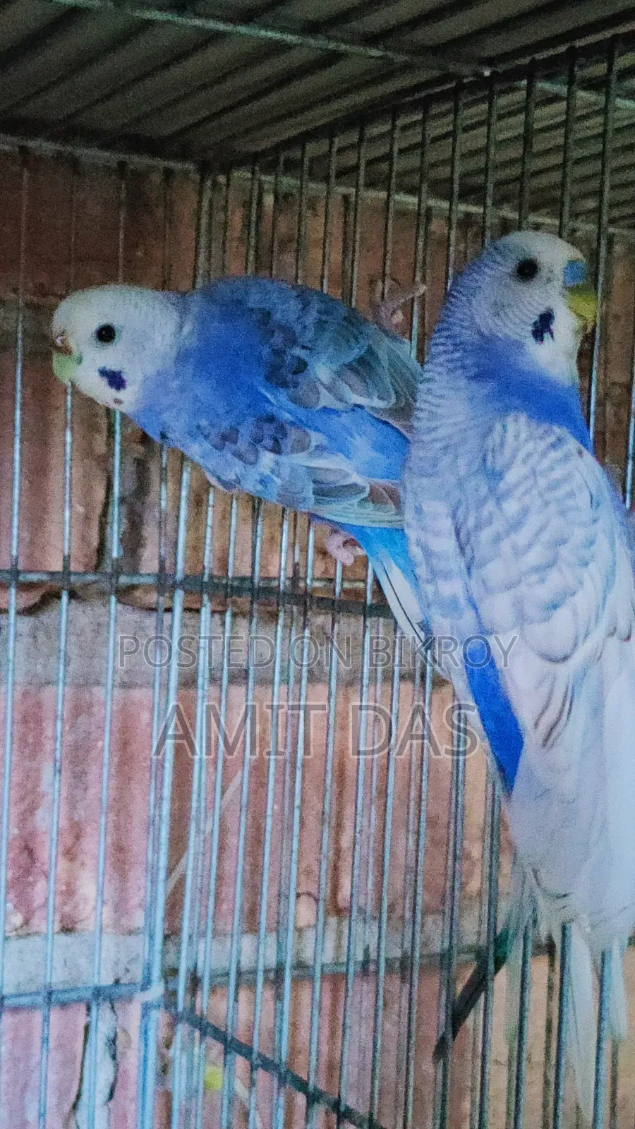 ৪ জোড়া রানিং বাজরিগার