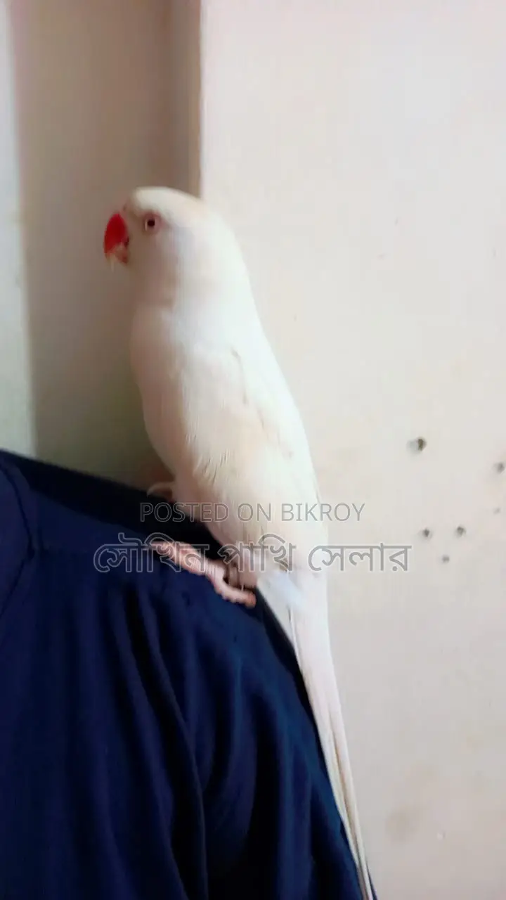 সাদা টিয়া 